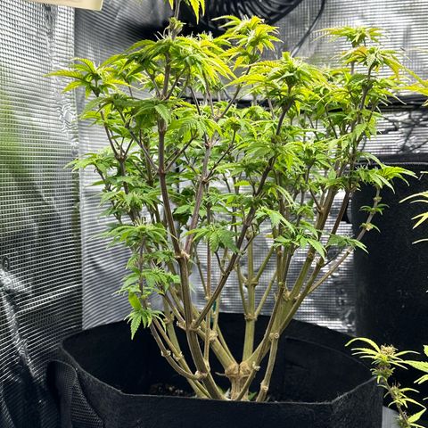 Critical  growlog timeline photo