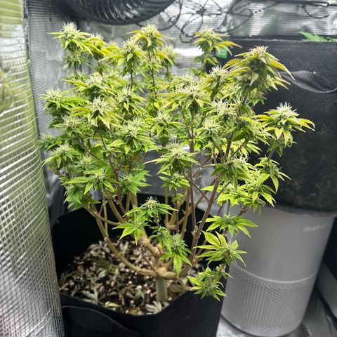 Critical  growlog timeline photo