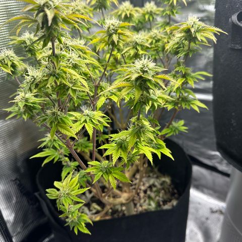 Critical  growlog timeline photo