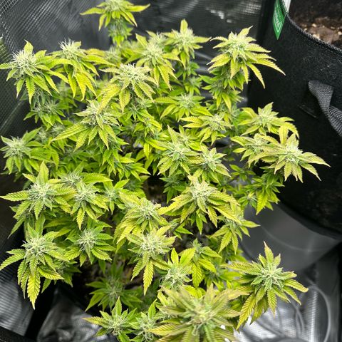 Critical  growlog timeline photo