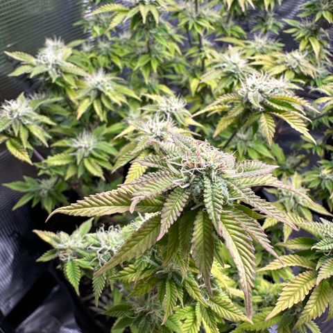 Critical  growlog timeline photo