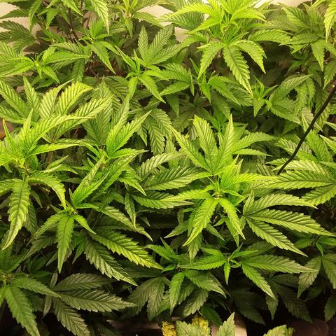 Brus Banner (Dark Horse Genetik) growlog timeline photo