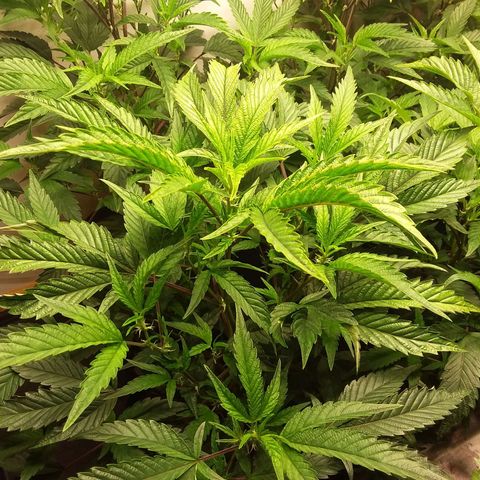 Brus Banner (Dark Horse Genetik) growlog timeline photo