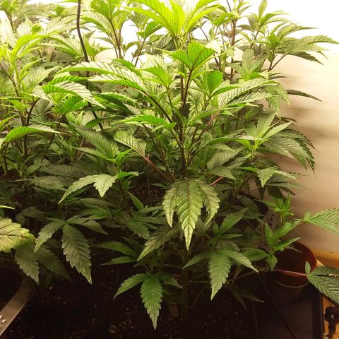 Brus Banner (Dark Horse Genetik) growlog timeline photo