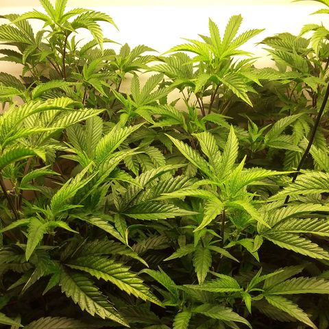 Brus Banner (Dark Horse Genetik) growlog timeline photo