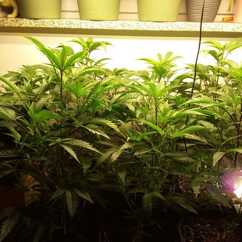 Brus Banner (Dark Horse Genetik) growlog timeline photo