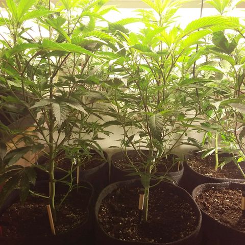 Brus Banner (Dark Horse Genetik) growlog timeline photo