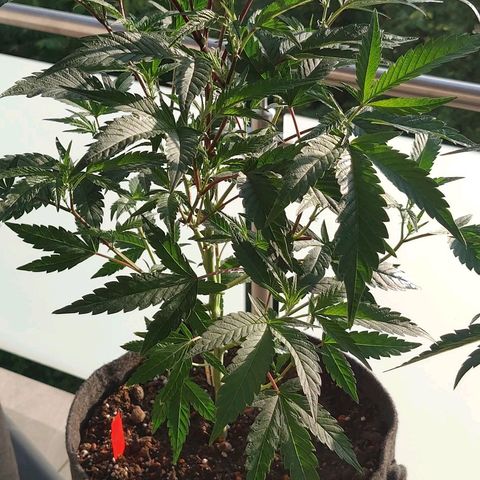 Brus Banner (Dark Horse Genetik) growlog timeline photo
