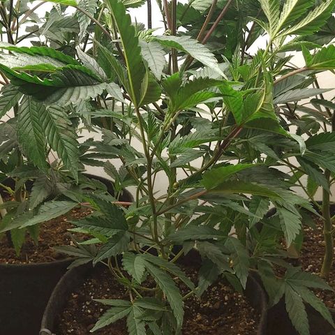 Brus Banner (Dark Horse Genetik) growlog timeline photo