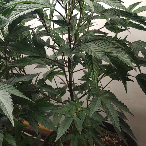 Brus Banner (Dark Horse Genetik) growlog timeline photo
