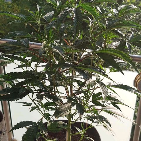 Brus Banner (Dark Horse Genetik) growlog timeline photo