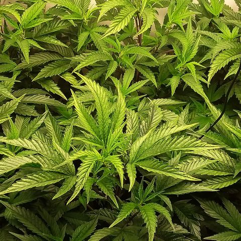 Brus Banner (Dark Horse Genetik) growlog timeline photo
