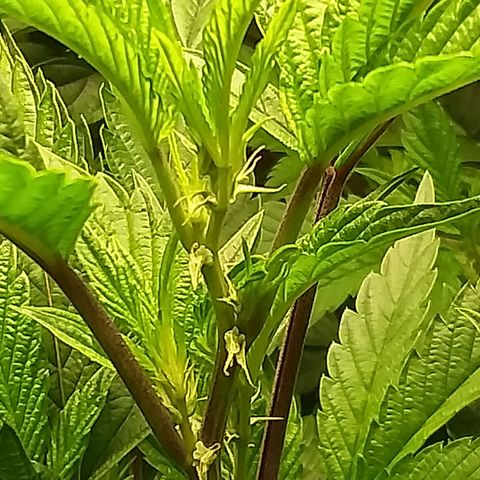 Brus Banner (Dark Horse Genetik) growlog timeline photo