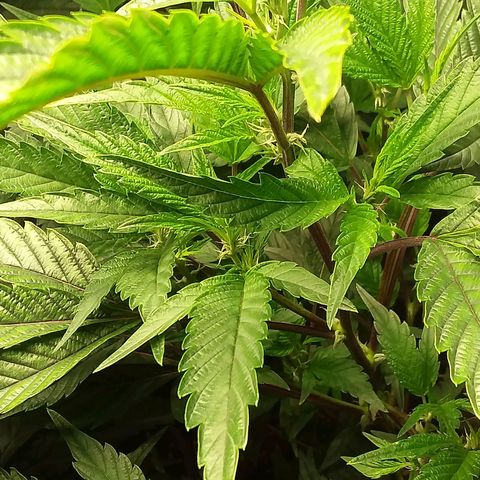 Brus Banner (Dark Horse Genetik) growlog timeline photo