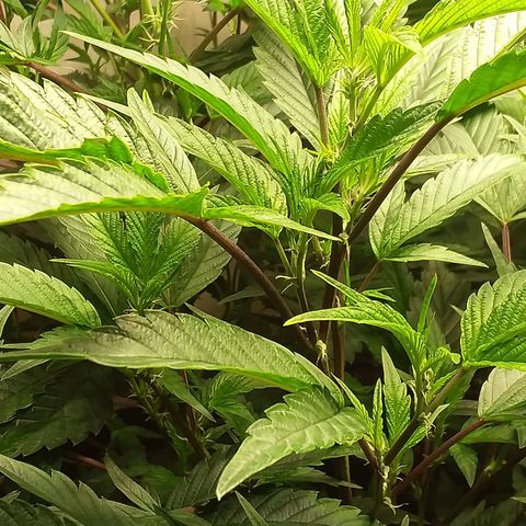 Brus Banner (Dark Horse Genetik) growlog timeline photo