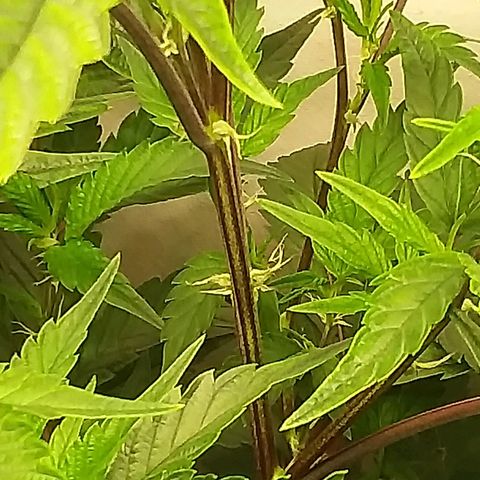 Brus Banner (Dark Horse Genetik) growlog timeline photo