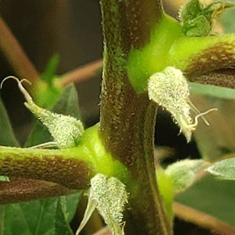 Brus Banner (Dark Horse Genetik) growlog timeline photo
