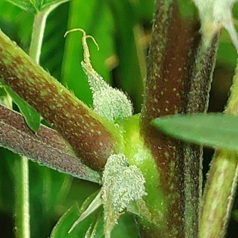 Brus Banner (Dark Horse Genetik) growlog timeline photo