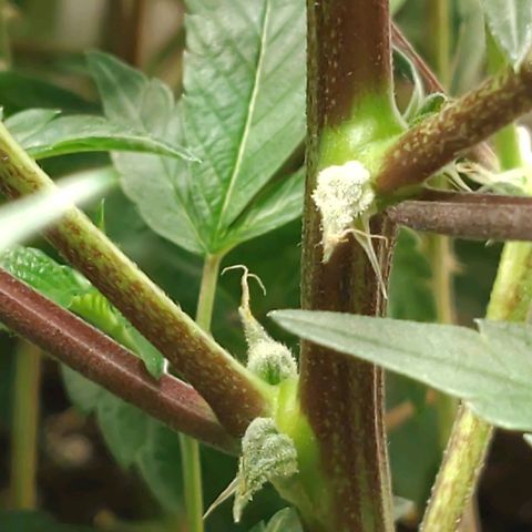 Brus Banner (Dark Horse Genetik) growlog timeline photo