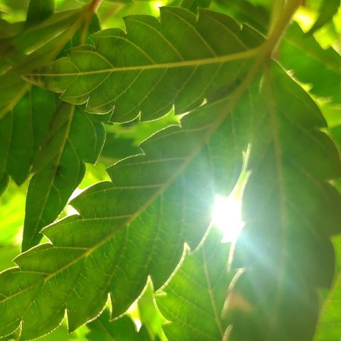 Brus Banner (Dark Horse Genetik) growlog timeline photo