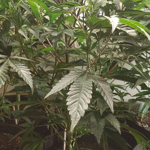 Brus Banner (Dark Horse Genetik) growlog timeline photo