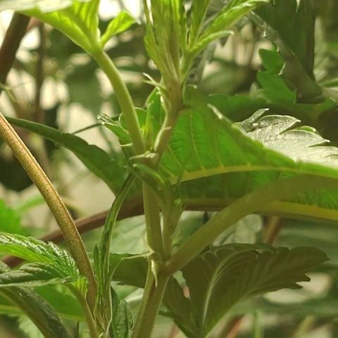 Brus Banner (Dark Horse Genetik) growlog timeline photo