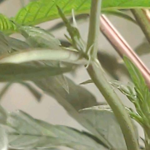 Brus Banner (Dark Horse Genetik) growlog timeline photo
