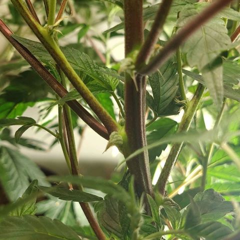 Brus Banner (Dark Horse Genetik) growlog timeline photo