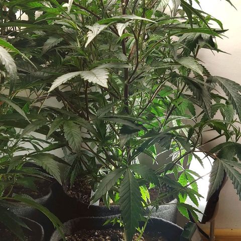 Brus Banner (Dark Horse Genetik) growlog timeline photo