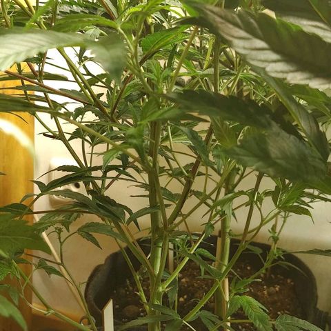 Brus Banner (Dark Horse Genetik) growlog timeline photo