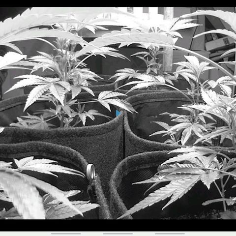 Brus Banner (Dark Horse Genetik) growlog timeline photo
