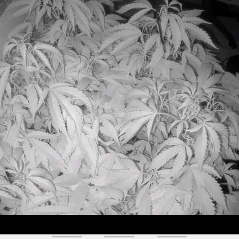 Brus Banner (Dark Horse Genetik) growlog timeline photo