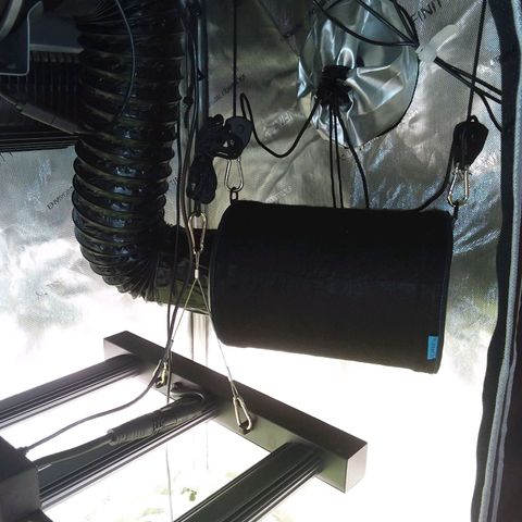 Brus Banner (Dark Horse Genetik) growlog timeline photo