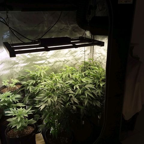 Brus Banner (Dark Horse Genetik) growlog timeline photo