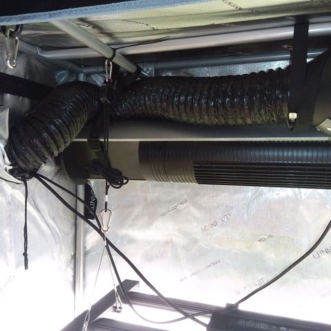 Brus Banner (Dark Horse Genetik) growlog timeline photo