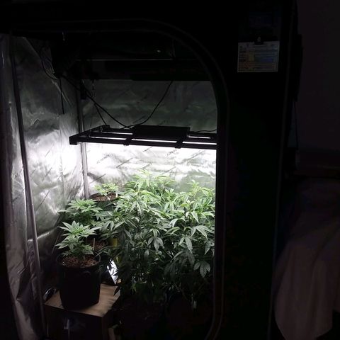 Brus Banner (Dark Horse Genetik) growlog timeline photo
