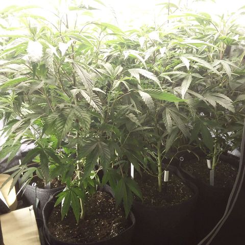 Brus Banner (Dark Horse Genetik) growlog timeline photo
