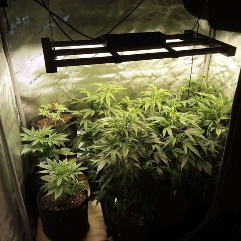 Brus Banner (Dark Horse Genetik) growlog timeline photo