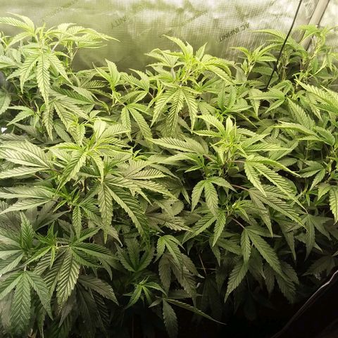 Brus Banner (Dark Horse Genetik) growlog timeline photo