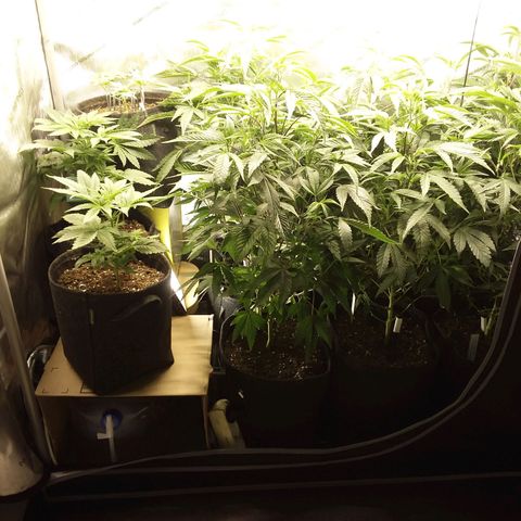 Brus Banner (Dark Horse Genetik) growlog timeline photo