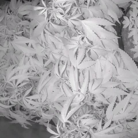 Brus Banner (Dark Horse Genetik) growlog timeline photo