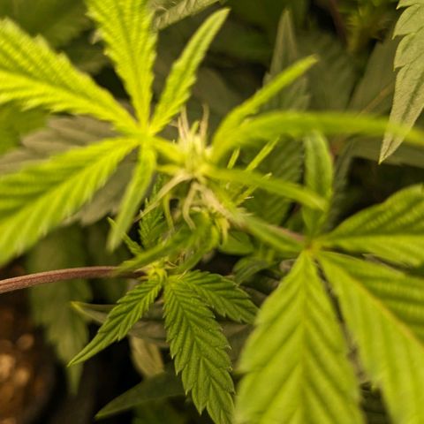 Brus Banner (Dark Horse Genetik) growlog timeline photo