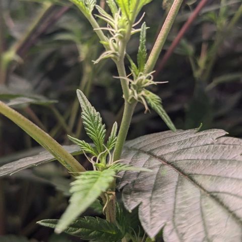 Brus Banner (Dark Horse Genetik) growlog timeline photo