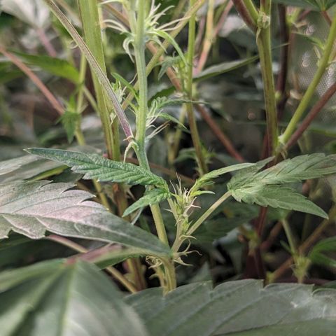 Brus Banner (Dark Horse Genetik) growlog timeline photo