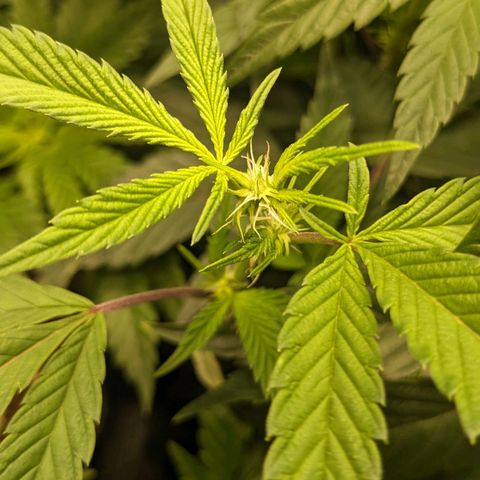 Brus Banner (Dark Horse Genetik) growlog timeline photo