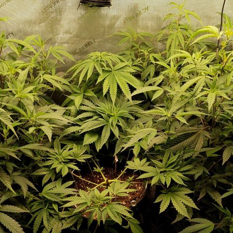 Brus Banner (Dark Horse Genetik) growlog timeline photo