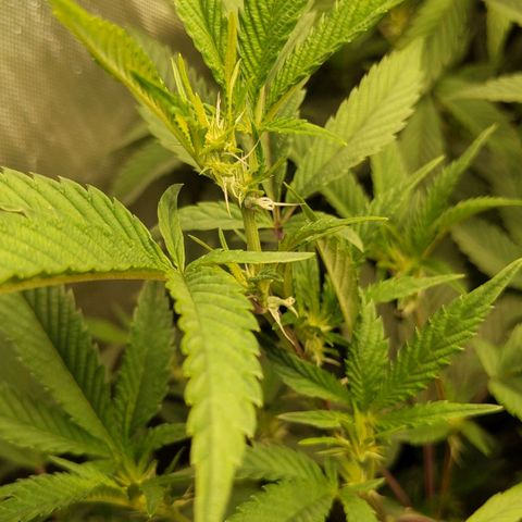 Brus Banner (Dark Horse Genetik) growlog timeline photo
