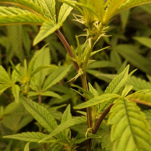Brus Banner (Dark Horse Genetik) growlog timeline photo