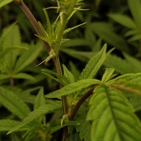 Brus Banner (Dark Horse Genetik) growlog timeline photo