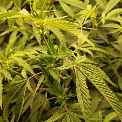Brus Banner (Dark Horse Genetik) growlog photo: Entlaubt